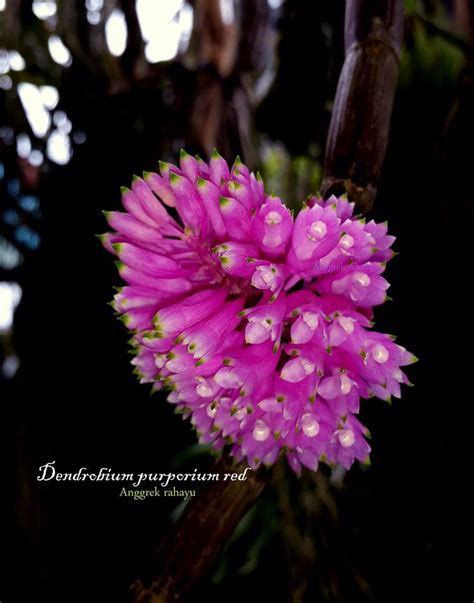 Dendrobium Purpureum Orchid Information