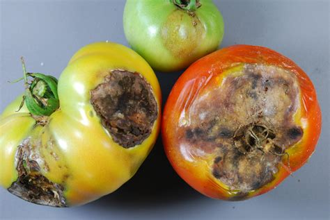 Tomato Diseases Cooperative Extension