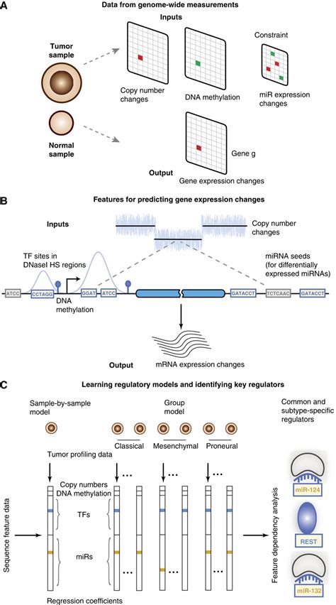 Inferring Transcriptional And MicroRNAmediated Regulatory Programs In