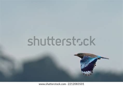 Indian Roller Flying Through Forest Stock Photo 2212083501 | Shutterstock