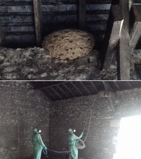 Gigantic murder hornet nest discovered in my barn. Estimated 3000+ to ...