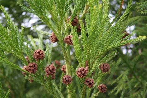 Evergreen- Cryptomeria (Cryptomeria japonica) | Shade Tree Farm