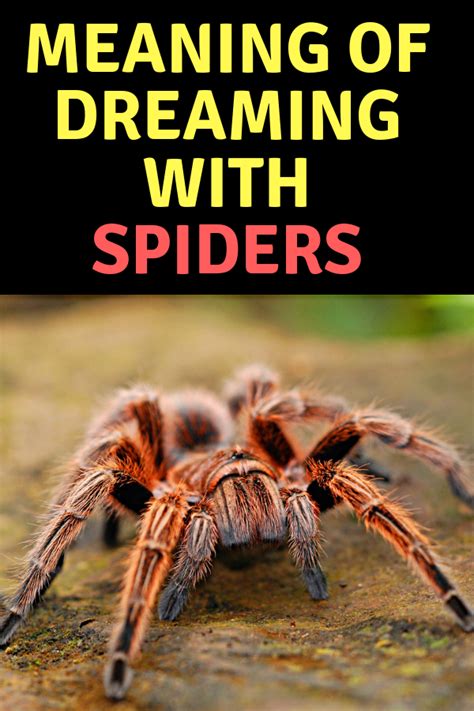 Spiritual Meaning Of Spiders In The House Legends Dream