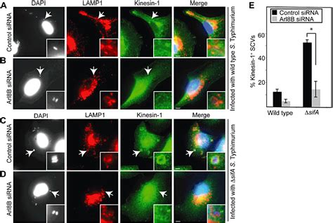 Salmonella Exploits Arl8b‐directed Kinesin Activity To Promote Endosome