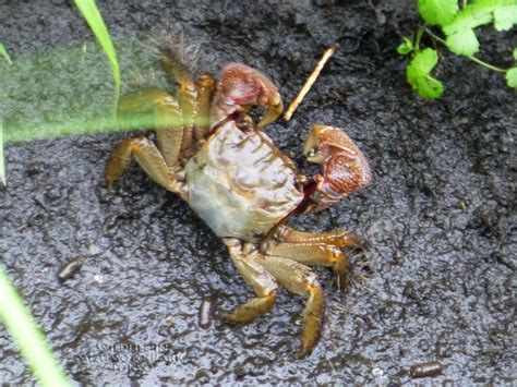 kuro benkeigani mudflat crab cny