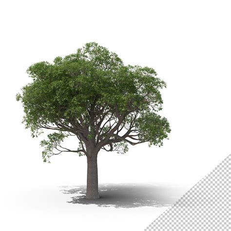 Premium PSD Cork Oak Tree Png