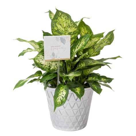 Costa Farms Live Indoor 12in Tall Dieffenbachia Plant In 6in Pot