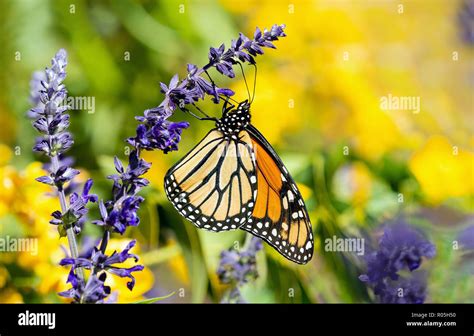 Monarch Butterfly Danaus Plexippus Feeding On Blue Salvia Flowers In