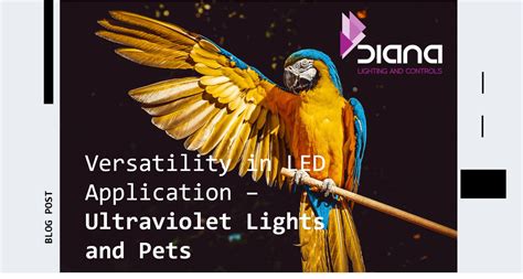 Versatility In LED Application Ultraviolet Lights And Pets Diana