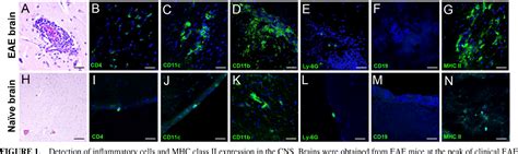 Figure 1 From The Kinetics Of Myelin Antigen Uptake By Myeloid Cells In