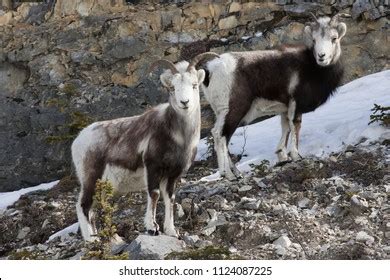 Female Dark Thinhorn Sheep Ovis Dalli Stock Photo 1124087225 Shutterstock