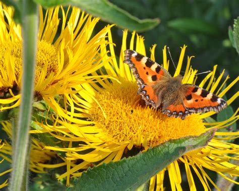 Alant pflanzen, pflegen und verwenden - Mein schöner Garten