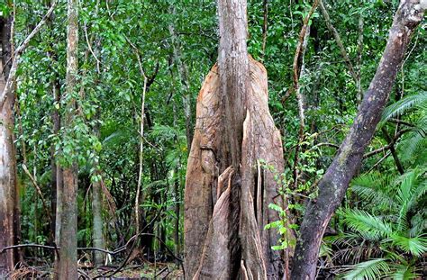 Kapok Tree in Amazon Rainforest, Manaus, Brazil - Encircle Photos