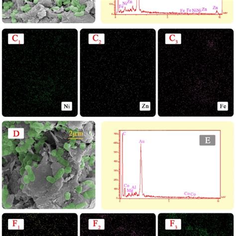 The SEM Images Of A Ni 2 Zn 0 5 Fe MCPB And D CoMgAl MCPB The EDS