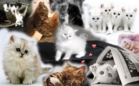 Cat Collage Wallpapers Top Free Cat Collage Backgrounds Wallpaperaccess