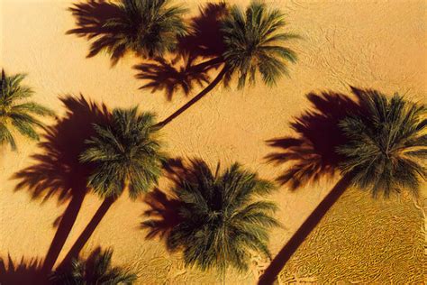 "Palm Tree Shadow" Images – Browse 165 Stock Photos, Vectors, and Video ...