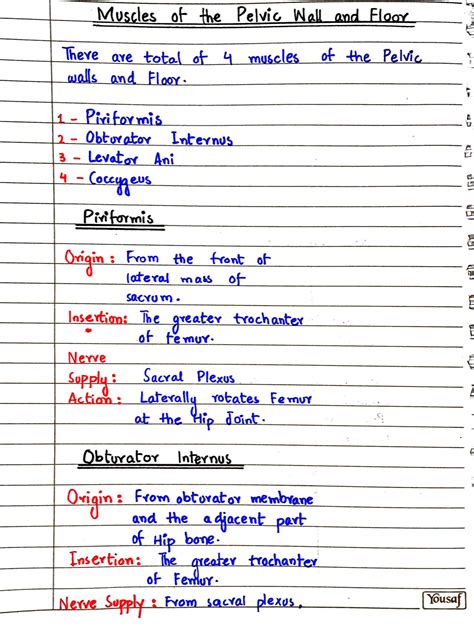 SOLUTION Muscles Of The Pelvic Walls And Floor Studypool