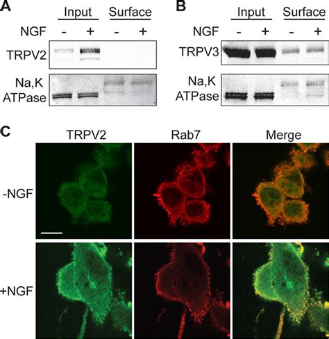 Ngf Does Not Induce Translocation Of Trpv2 To The Plasma Membrane In