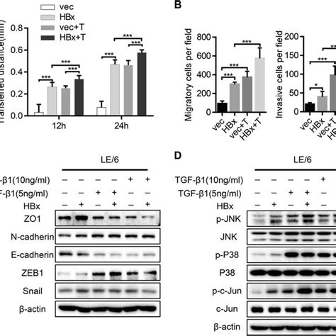 Tgf β1 Cooperates With Hbx To Enhance The Migration Invasion And Emt