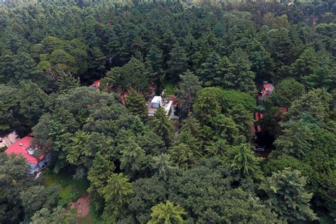 Diputada Panista Pide Apoyo De Profepa Por Tala En Flor Del Bosque M Xico