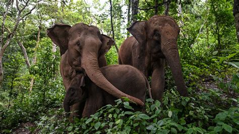 African Elephant Habitat Loss