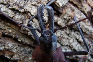 PRIONINAE Pybio Paraguay Biodiversidad