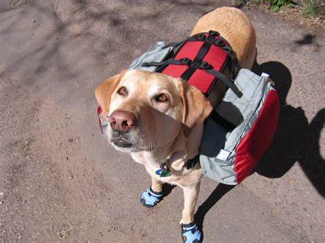 Dog Backpacks For Big Dogs Iucn Water