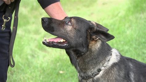 Lake County Sheriffs Office K9 Deputy Dax Retires After Serving 9