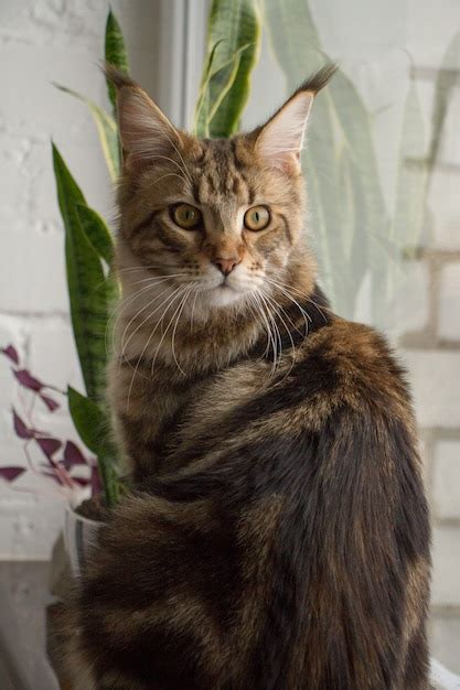 Retrato De Un Gatito Maine Coon Sentado En Un Alf Izar Foto Premium