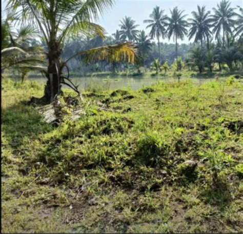 Agricultural Land Cent For Sale In Tatipaka East Godavari Rei