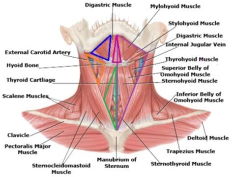 Unit Anterior Triangle Of The Neck And Submandibular Region