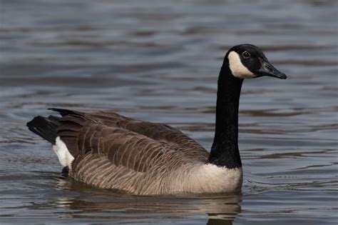 Types Of Geese Found In Maine 3 Species Nature Blog Network