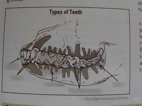 Canine Teeth Anatomy Diagram | Quizlet