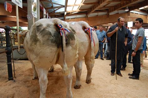 Les Inscriptions Pour Le Concours De Bovins De Boucherie De Saint