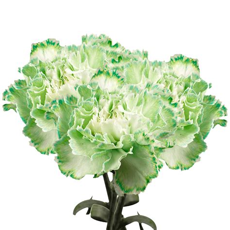 Long Stem Green Carnations Globalrose