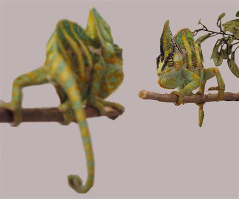 Trippy Chameleons Intimidate Rivals With Quick Color Change Live Science