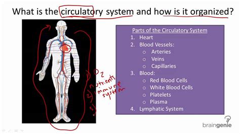 Circulatory System Diagram And Functions