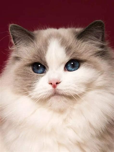 popular cat breeds  india    pets times  india