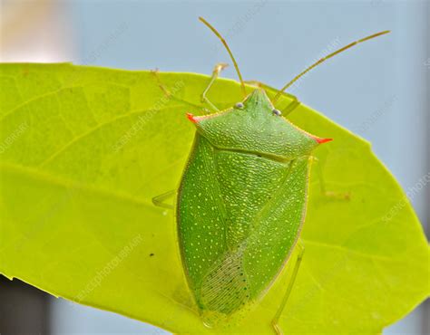 Spined Green Stink Bug Stock Image F031 6038 Science Photo Library