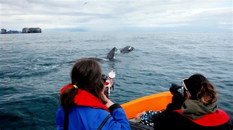 Killer Whales And Their Prey In Iceland Earthwatch