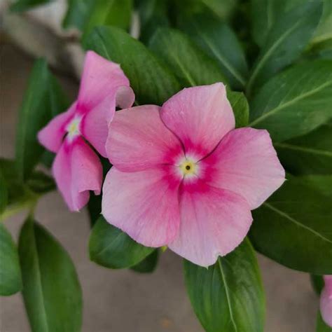 Vinca Rosea Seeds