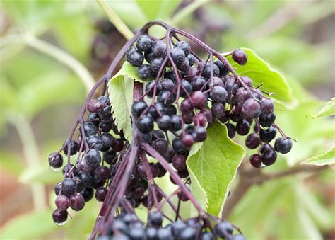 Sambucus Nigra Haidegg Schwarzer Holunder Haidegg G Rtnerei