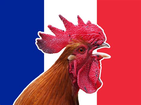 Pourquoi le coq est il l emblème de la France Découvrez son origine