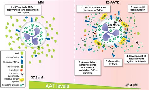 The Circulating Proteinase Inhibitor α 1 Antitrypsin Regulates