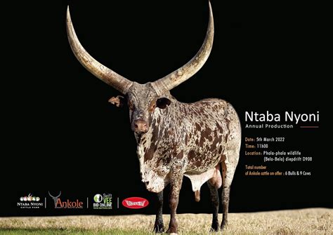 Take A Look President Ramaphosa’s Prized Cattle Head To Auction Again Businessinsider