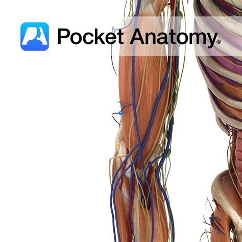 Radial nerve - Pocket Anatomy