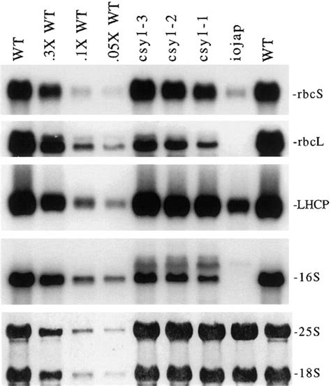 RNA Gelblot Hybridizations Of Nuclear And Chloroplast Transcripts In