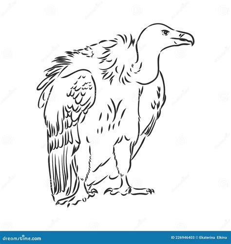 Vulture Illustration Drawing Engraving Ink Line Art Vector Stock