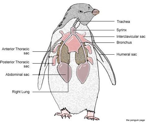 penguin | Penguin facts, Types of penguins, Antarctic animals