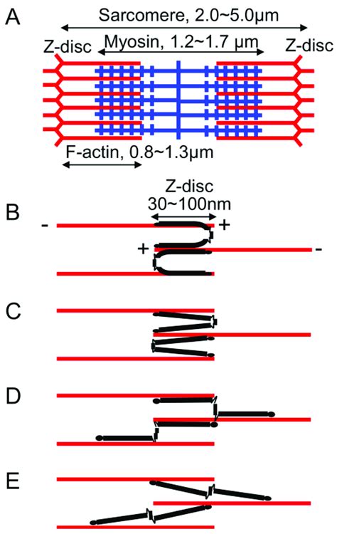 Schematic Structure Of Muscle Sarcomere And How Fln Connects F Actin In